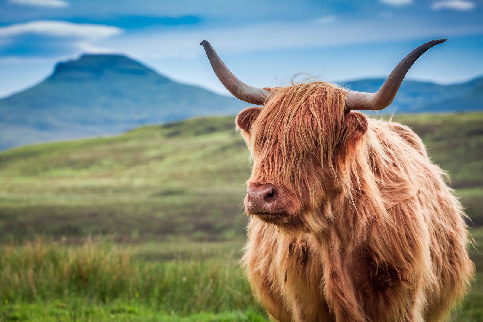 Highland-Rind vor schottischer Berglandschaft